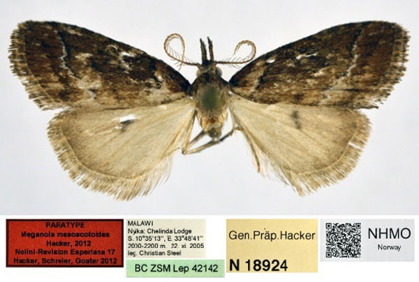 /filer/webapps/moths/media/images/M/mesoscotoides_Meganola_PT_NHMO_02.jpg
