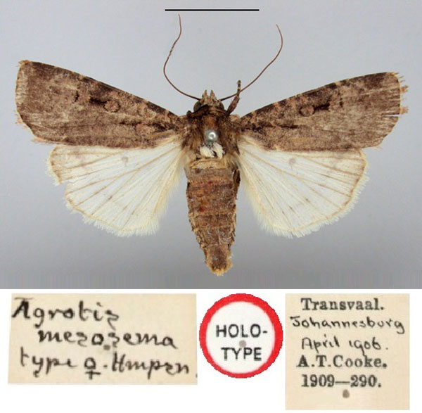 /filer/webapps/moths/media/images/M/mesosema_Agrotis_HT_BMNH.jpg