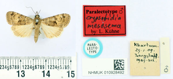/filer/webapps/moths/media/images/M/mesosema_Crypsotidia_PLT_BMNH.jpg