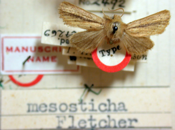 /filer/webapps/moths/media/images/M/mesosticha_Sesamia_HT_BMNH.jpg