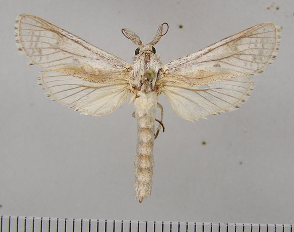 /filer/webapps/moths/media/images/M/mesosticta_Aethalopteryx_AM_ZSM.jpg