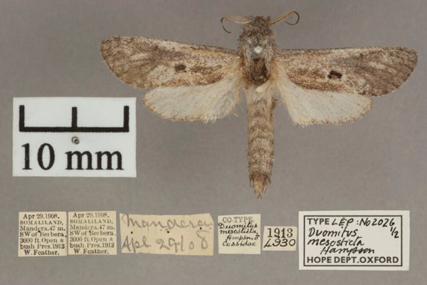 /filer/webapps/moths/media/images/M/mesosticta_Aethalopteryx_A_OUMNHa_01.jpg