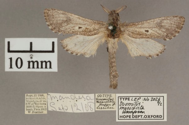 /filer/webapps/moths/media/images/M/mesosticta_Aethalopteryx_A_OUMNHa_02.jpg