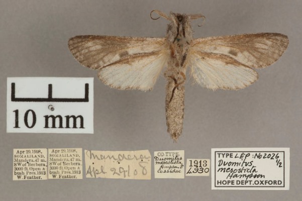 /filer/webapps/moths/media/images/M/mesosticta_Aethalopteryx_A_OUMNHb_01.jpg