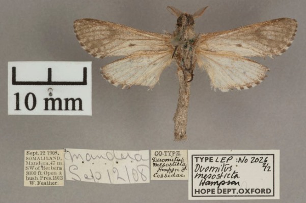 /filer/webapps/moths/media/images/M/mesosticta_Aethalopteryx_A_OUMNHb_02.jpg