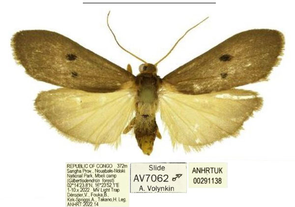/filer/webapps/moths/media/images/M/mesosticta_Crocosia_AM_ANHRT.jpg