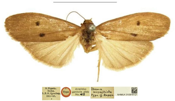 /filer/webapps/moths/media/images/M/mesosticta_Ilema_HT_NHMUK.jpg