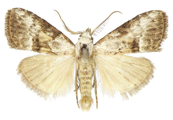 /filer/webapps/moths/media/images/M/mesothermoides_Meganola_AM_ANHRT.jpg
