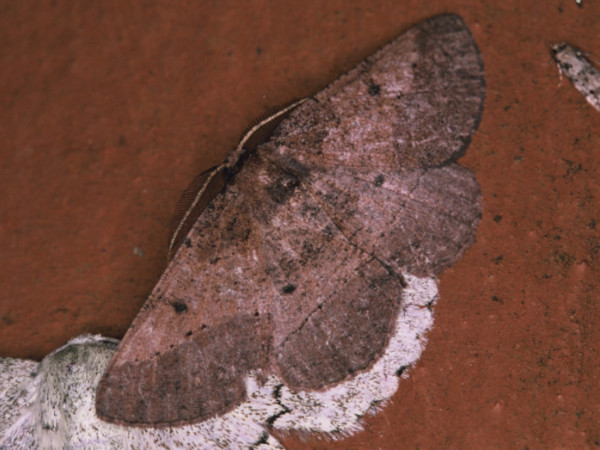 /filer/webapps/moths/media/images/M/mesotoecha_Aphilopota_A_Roland_01.jpg