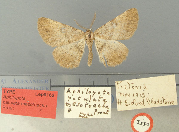 /filer/webapps/moths/media/images/M/mesotoecha_Aphilopota_HT_TMSA.jpg