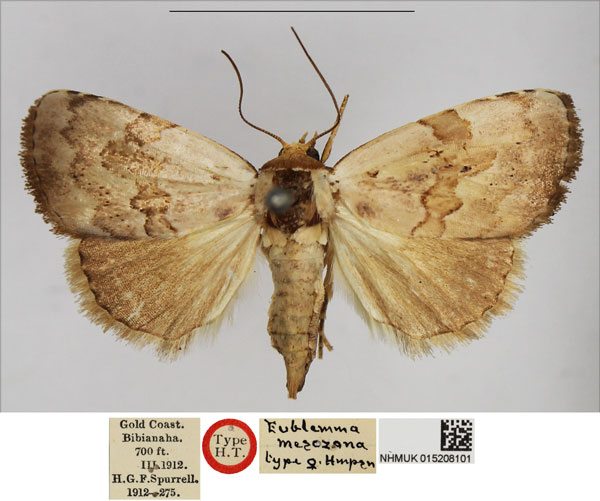 /filer/webapps/moths/media/images/M/mesozona_Eublemma_AT_NHMUK.jpg