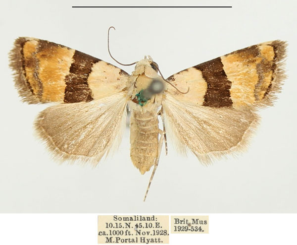 /filer/webapps/moths/media/images/M/mesozona_Pseudozarba_AF_BMNH.jpg