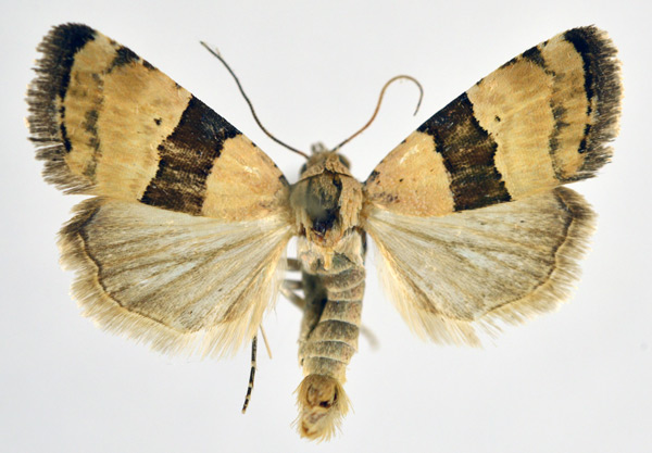 /filer/webapps/moths/media/images/M/mesozona_Pseudozarba_AM_NHMO.jpg