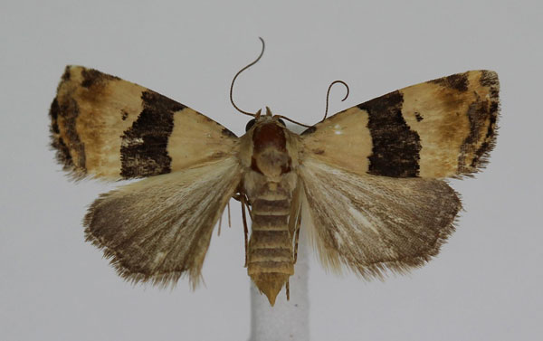 /filer/webapps/moths/media/images/M/mesozona_Pseudozarba_A_JMonks_01.jpg