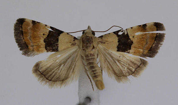 /filer/webapps/moths/media/images/M/mesozona_Pseudozarba_A_JMonks_02.jpg