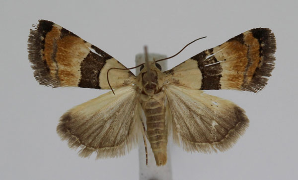 /filer/webapps/moths/media/images/M/mesozona_Pseudozarba_A_JMonks_03.jpg
