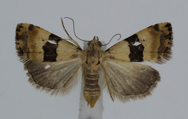 /filer/webapps/moths/media/images/M/mesozona_Pseudozarba_A_JMonks_04.jpg
