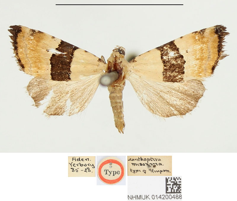 /filer/webapps/moths/media/images/M/mesozona_Xanthoptera_HT_BMNH.jpg