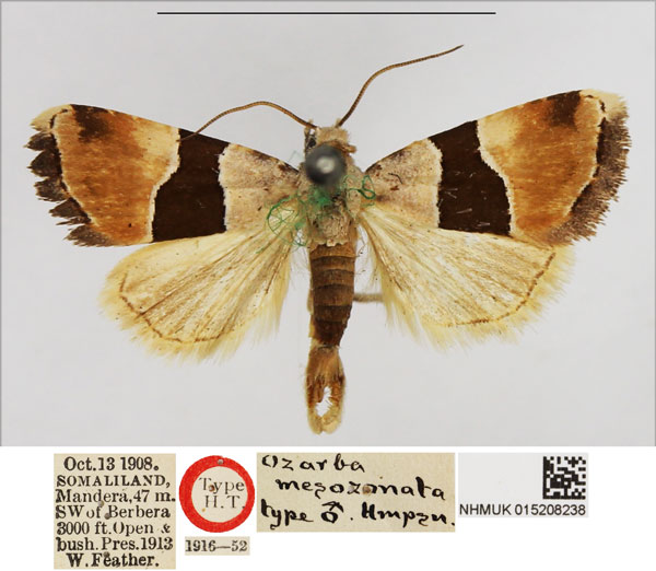 /filer/webapps/moths/media/images/M/mesozonata_Ozarba_HT_NHMUK.jpg