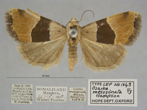 /filer/webapps/moths/media/images/M/mesozonata_Ozarba_PTF_OUMNHa_01.jpg