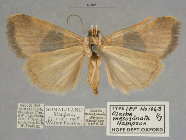 /filer/webapps/moths/media/images/M/mesozonata_Ozarba_PTF_OUMNHb_01.jpg