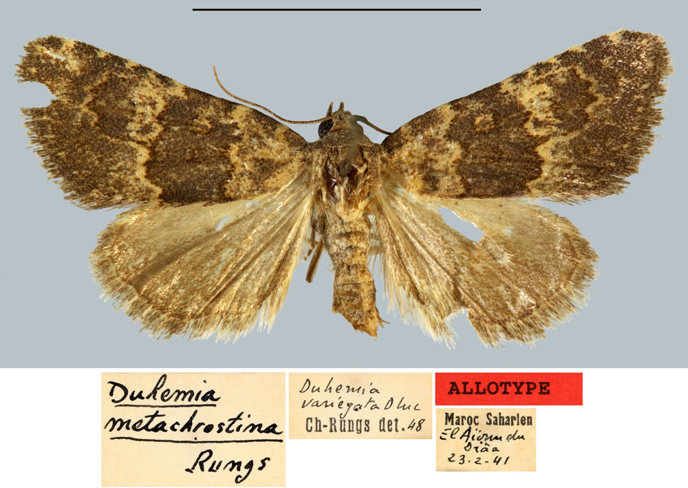 /filer/webapps/moths/media/images/M/metachrostina_Duhemia_AT_MNHN.jpg