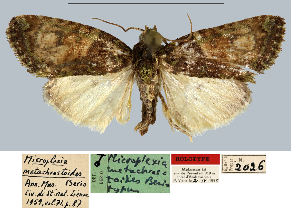 /filer/webapps/moths/media/images/M/metachrostoides_Microplexia_HT_MNHN.jpg