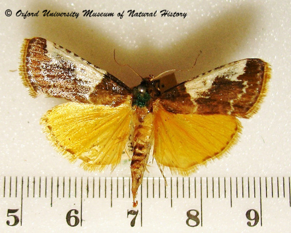 /filer/webapps/moths/media/images/M/metachryseis_Pithyllis_A_OUMNH.JPG