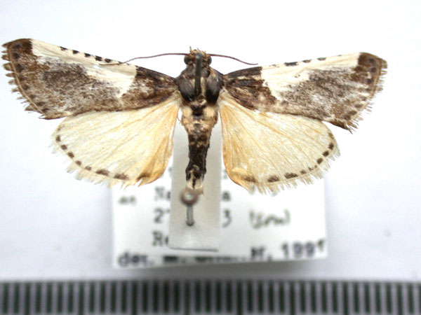 /filer/webapps/moths/media/images/M/metachryseis_Pithyllis_A_Revell.jpg