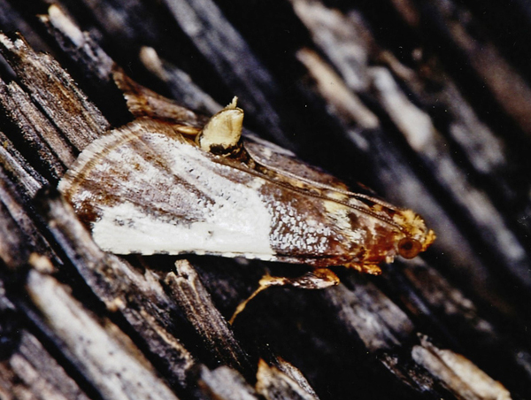 /filer/webapps/moths/media/images/M/metachryseis_Pithyllis_A_Roland_08.jpg