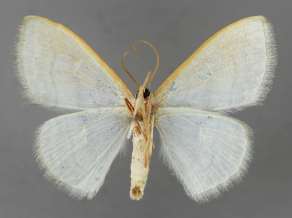 /filer/webapps/moths/media/images/M/metacosmia_Scopula_A_ZSM_02.jpg