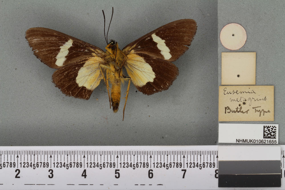 /filer/webapps/moths/media/images/M/metagrius_Eusemia_HT_BMNHb.jpg