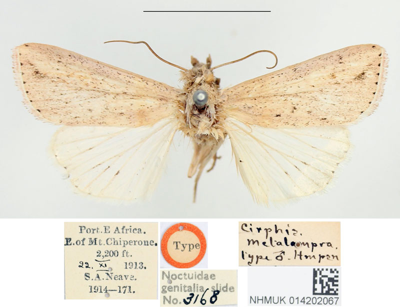 /filer/webapps/moths/media/images/M/metalampra_Cirphis_HT_BMNH.jpg