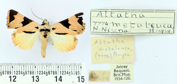 /filer/webapps/moths/media/images/M/metaleuca_Attatha_AM_BMNH.jpg