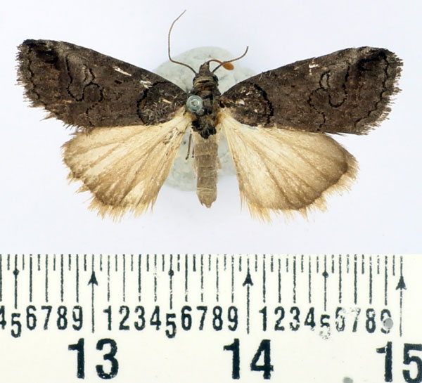 /filer/webapps/moths/media/images/M/metaleuca_Authadistis_AF_BMNH.jpg