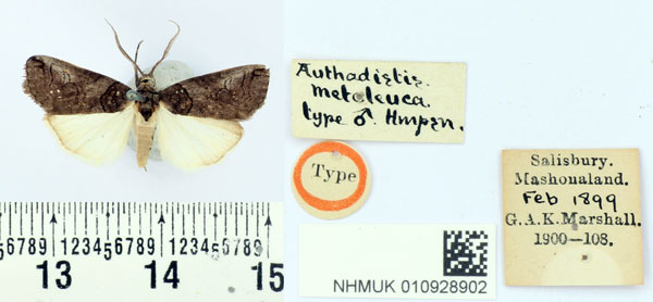 /filer/webapps/moths/media/images/M/metaleuca_Authadistis_HT_BMNH.jpg