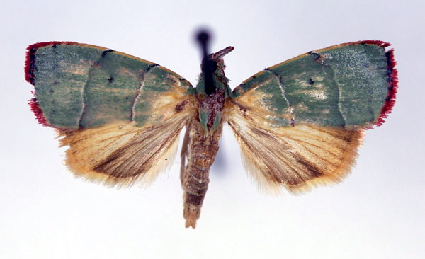 /filer/webapps/moths/media/images/M/metaleuca_Chlorozada_A_RMCA_01.jpg