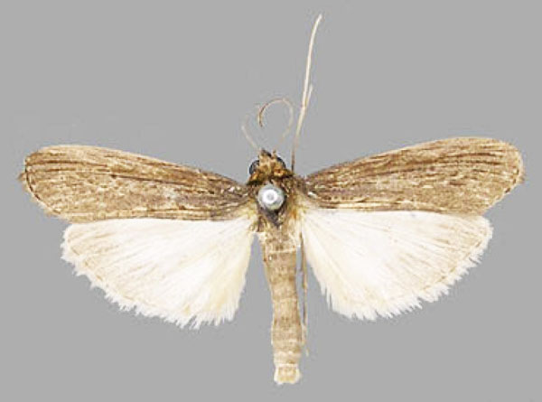 /filer/webapps/moths/media/images/M/metaleuca_Lamoriodes_AM_RMCA.jpg