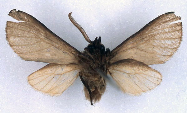 /filer/webapps/moths/media/images/M/metaleuca_Metarctia_HT_BMNH_02.jpg