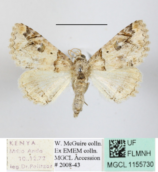 /filer/webapps/moths/media/images/M/metaleuca_Pericyma_A_MGCLa_01.JPG