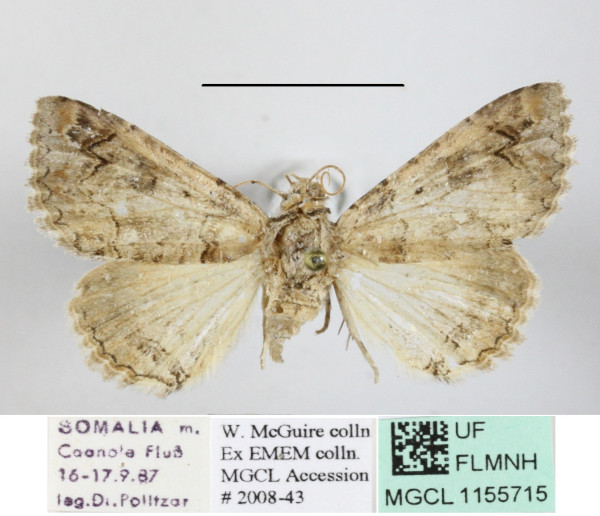 /filer/webapps/moths/media/images/M/metaleuca_Pericyma_A_MGCLa_02.JPG