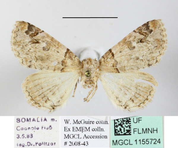 /filer/webapps/moths/media/images/M/metaleuca_Pericyma_A_MGCLa_03.JPG