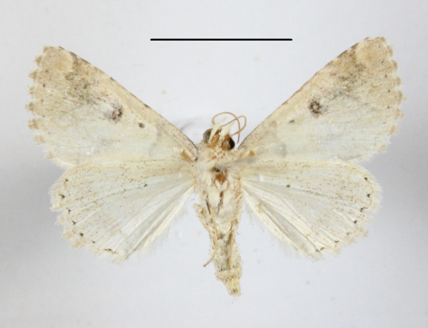 /filer/webapps/moths/media/images/M/metaleuca_Pericyma_A_MGCLb_01.JPG