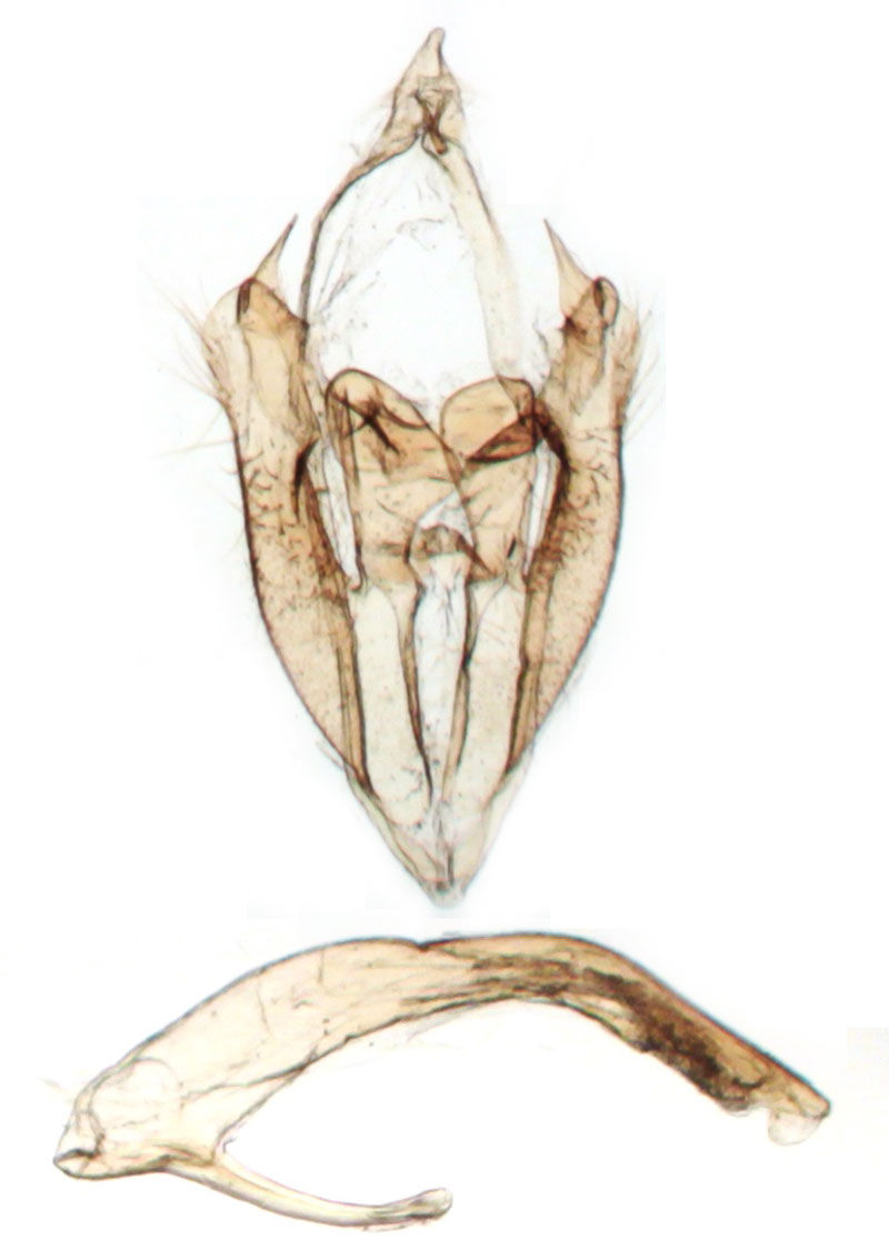 /filer/webapps/moths/media/images/M/metaleuca_Pericyma_GMHT_BMNH_7275.jpg