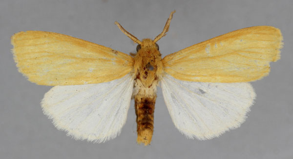 /filer/webapps/moths/media/images/M/metaleuca_Spilosoma_A_BMNH.jpg