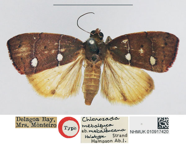 /filer/webapps/moths/media/images/M/metaleucana_Chlorozada_HT_NHMUK.jpg
