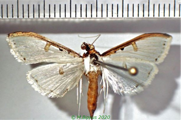 /filer/webapps/moths/media/images/M/metallata_Palpita_AM_Bippus.jpg