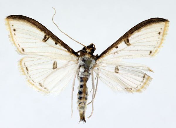 /filer/webapps/moths/media/images/M/metallata_Palpita_AM_ISEA.jpg