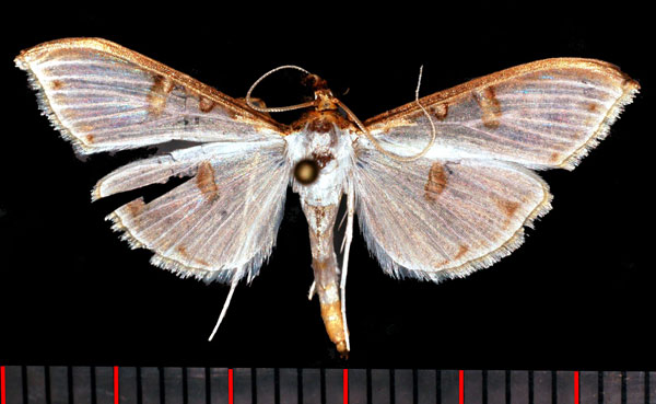 /filer/webapps/moths/media/images/M/metallata_Palpita_AM_Poltavsky.jpg