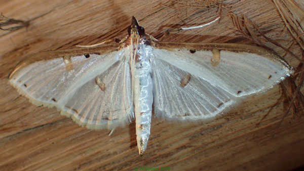 /filer/webapps/moths/media/images/M/metallata_Palpita_A_Bippus.jpg